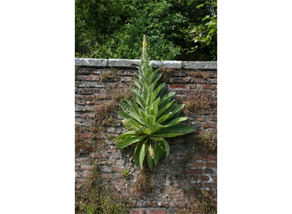Verbascum growing on brick-lined face of walled garden, Knocklofty Demesne,Co.Tipperary - Louise M Harrington